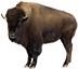 buffalo_trail_lvbet